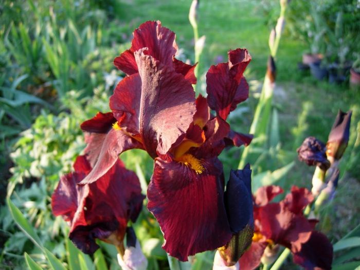 Iris rosso