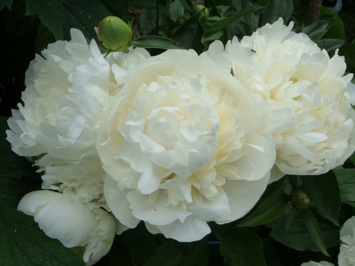 Peonie