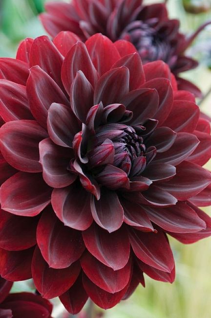 Dahlia