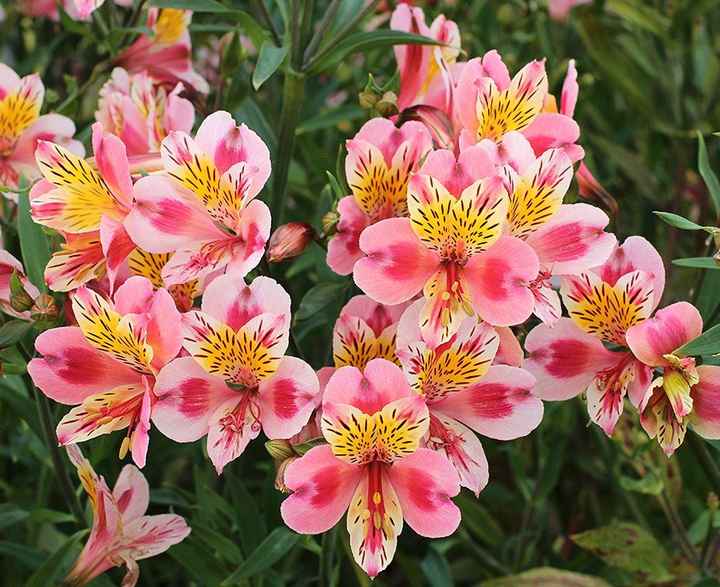Alstroemeria