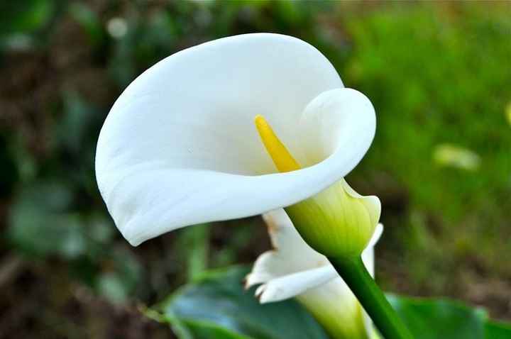 Calla