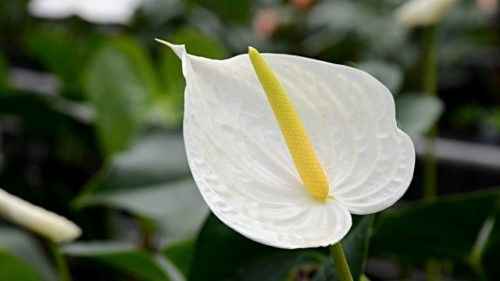 Anthurium