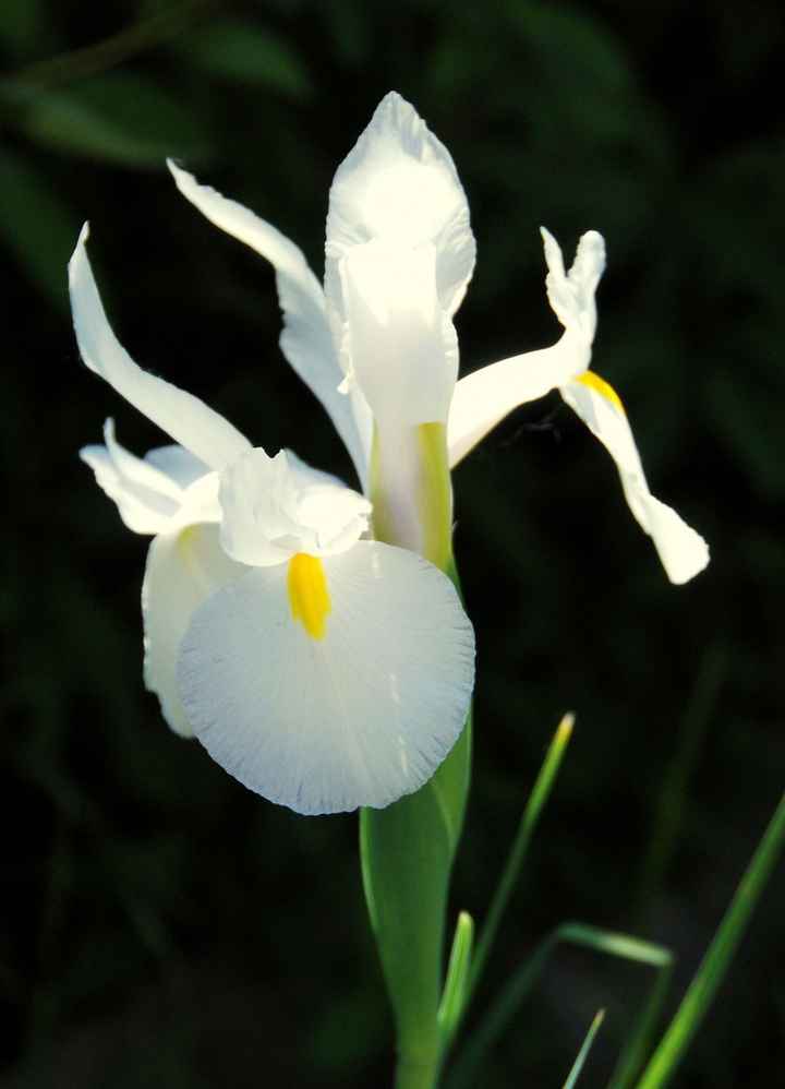 Iris bianco