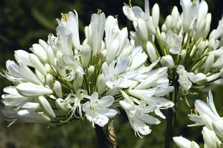 Agapanthus