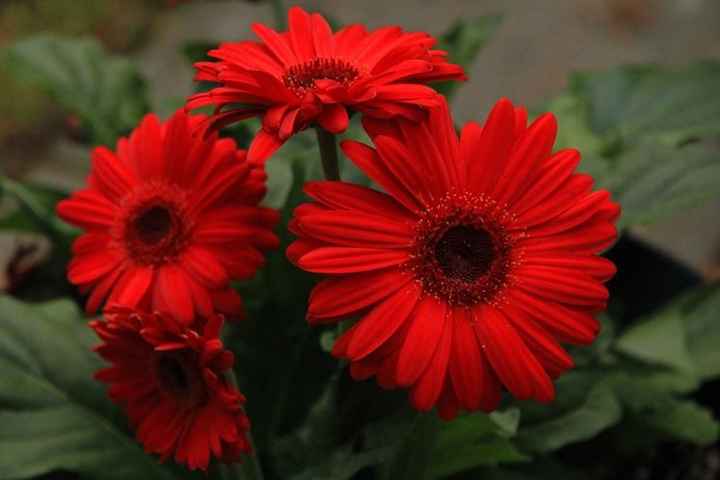 Gerbera rossa