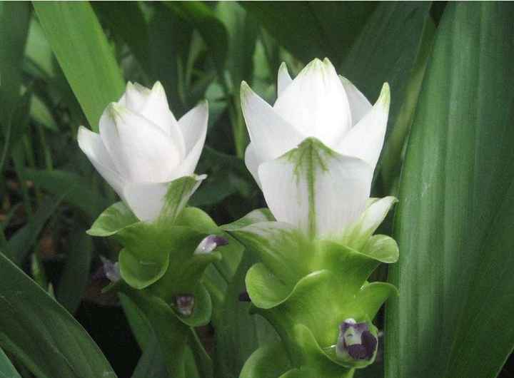 Curcuma