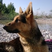 Golia :)