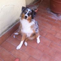 Se potessi, vorrei... - l'anello - 1