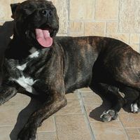 Pelosi alla riscossa! :) chi portera' il suo amico peloso al matrimonio? - 1