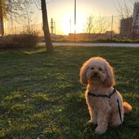 Come coinvolgereste i vostri amici a 4 zampe? - 1