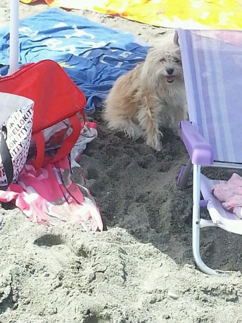 Consiglio razza cane!!!!!! - 1