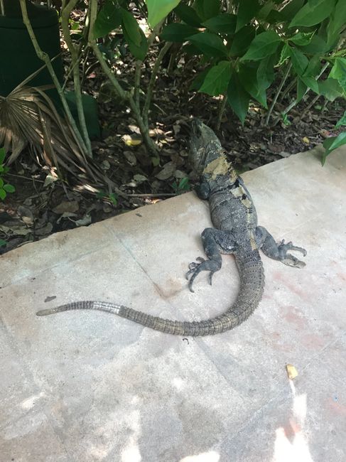  Messico che passione ! - 3