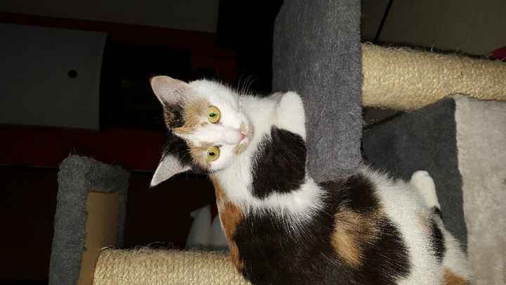 Sposine e gatti - 1