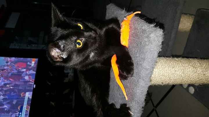 Sposine e gatti - 2