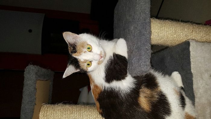 Sposine e gatti - 1
