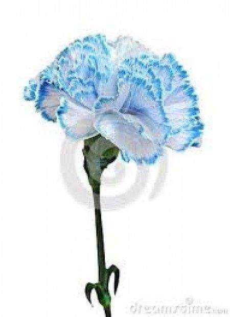 Garofano bianco e azzurro