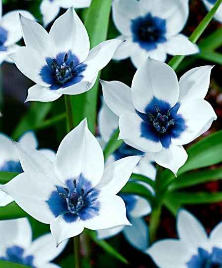tulipani bianchi e blu