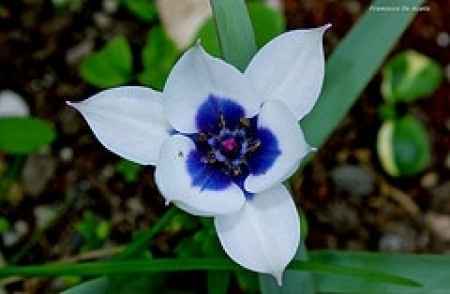 tulipano bianchi e blu