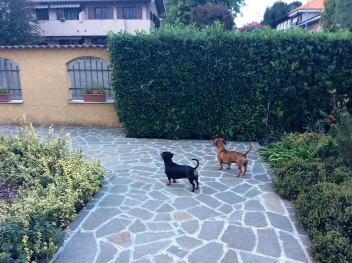 Pelosi alla riscossa! :) chi portera' il suo amico peloso al matrimonio? - 1