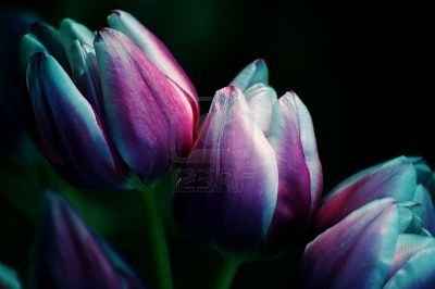 tulipani