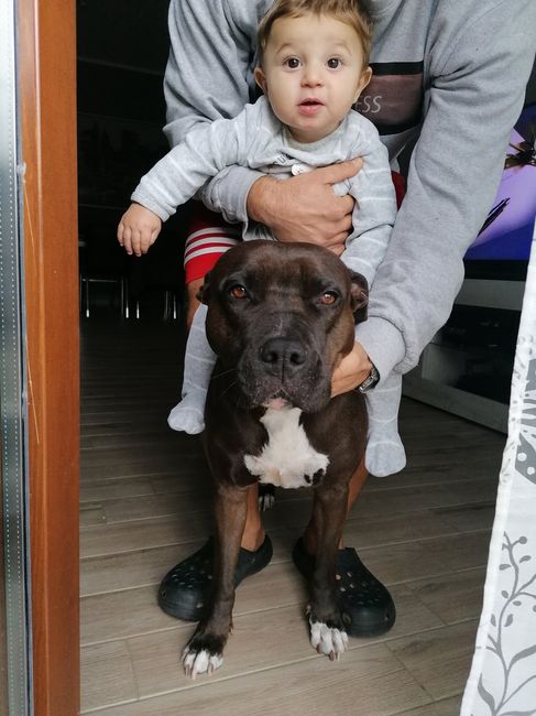 Cani e neonati: come fare? - 1