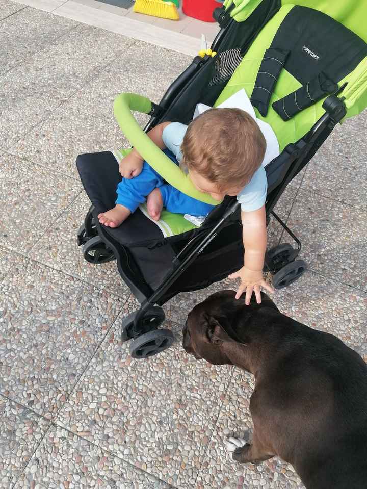 Cani e neonati: come fare? 2