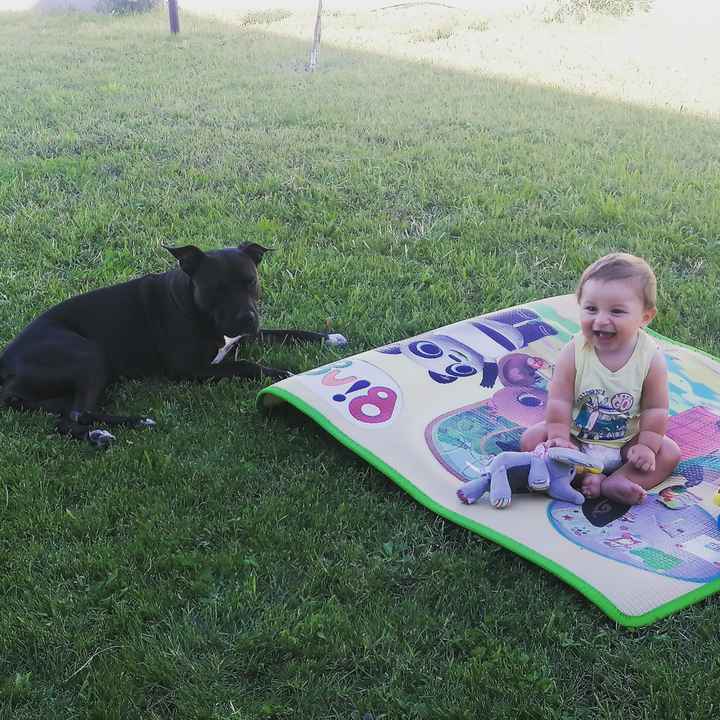 Cani e neonati: come fare? 3