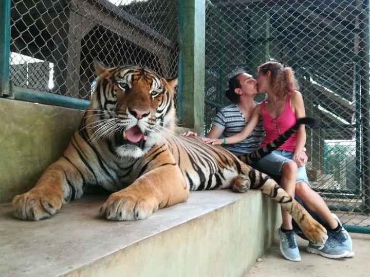 Abbiamo anche accarezzato le tigri! (niente polemiche per favore: il bracconaggio è ancora un grosso