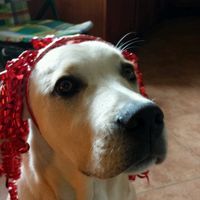 Anche il ns gatto è pronto - 1