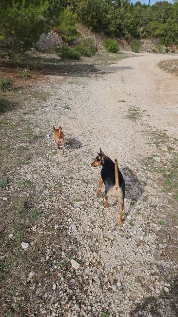 Fedi portate dal mio cane 2