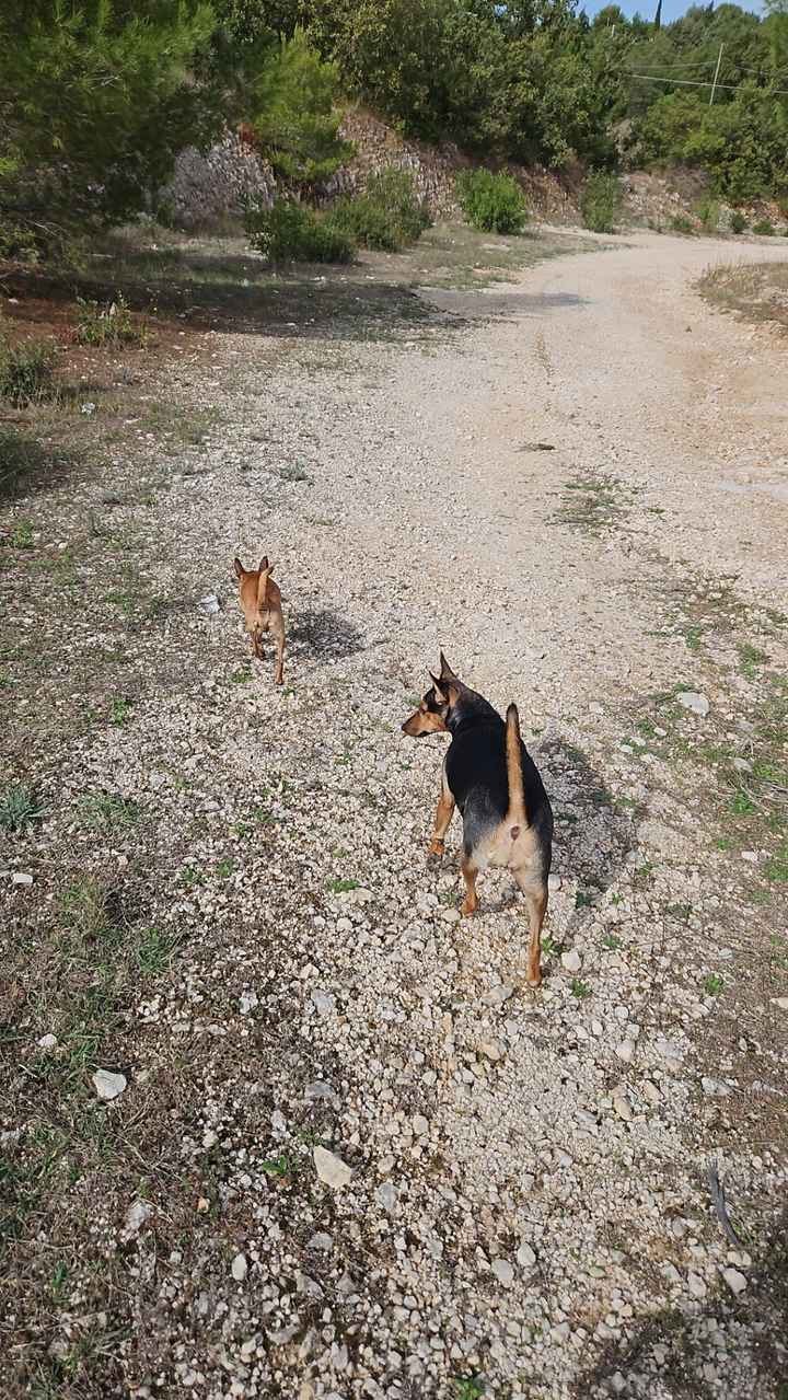 Fedi portate dal mio cane - 1