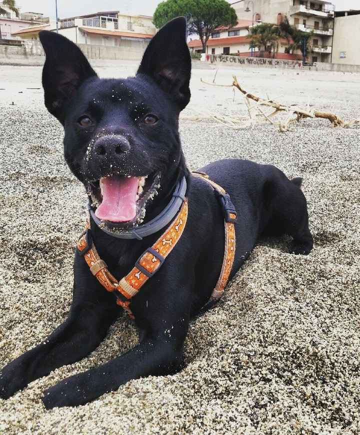 Animaletti pelosi. - 1