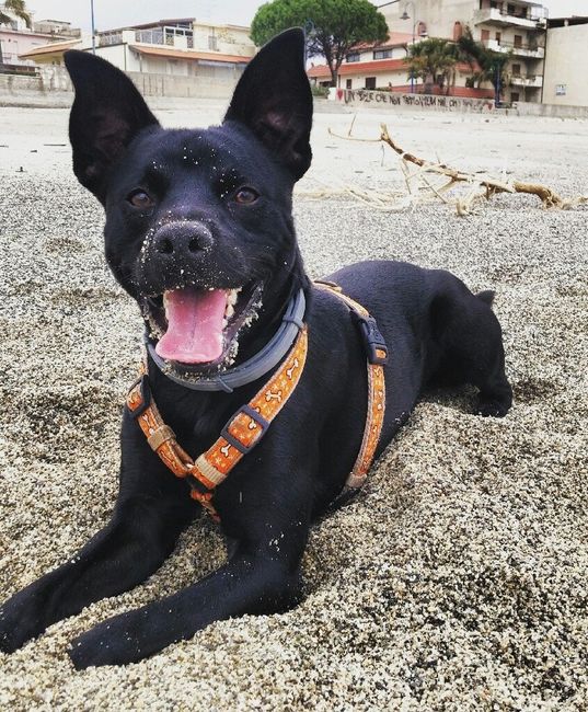 Animaletti pelosi. - 1