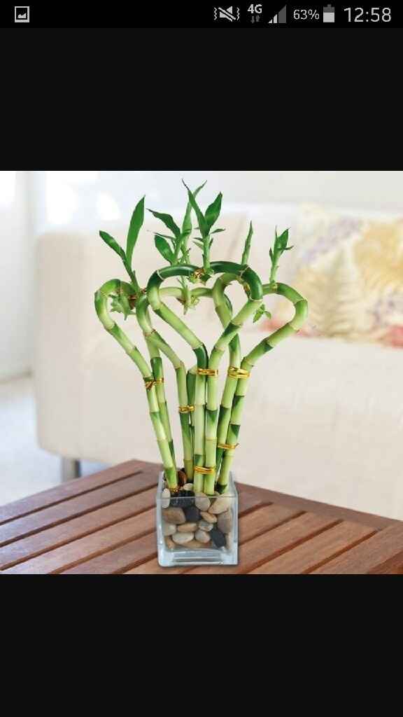 Piante per bomboniere - 1