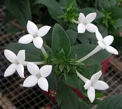 Help me! che fiori sono? - 1