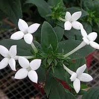 Help me! che fiori sono? - 1