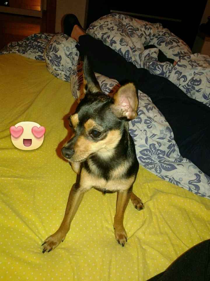 Le foto dei vostri animali - 1