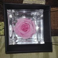 Bomboniera rosa stabilizzata - 1