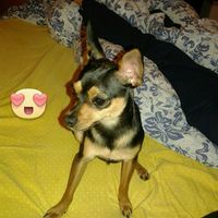 Le foto dei vostri animali - 1