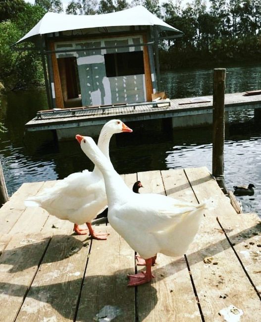  Regalo testimoni - 4