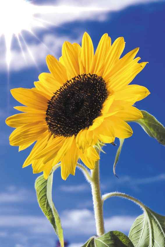  Scelta dei fiori 💐 - 3