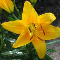  Scelta dei fiori 💐 - 2