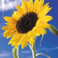  Scelta dei fiori 💐 - 3