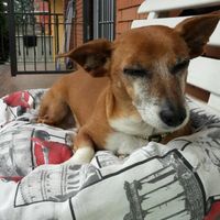 Animaletti in casa - 1