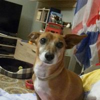 Animaletti in casa - 2