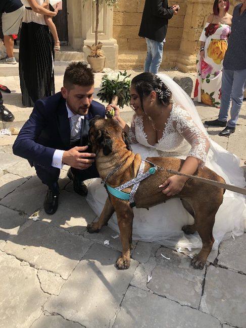 Cagnolino elegante 5