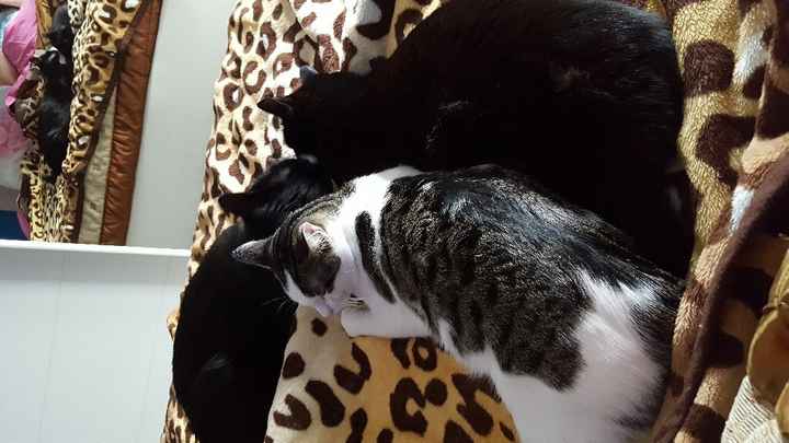 Curiosità ultime foto che avete salvato sul cellulare - 1