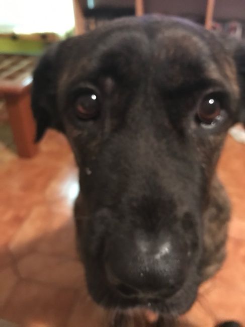 Chi di voi ha il proprio cane al matrimonio? - 2