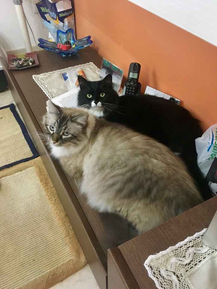 Lui è il mio piccolino!🐶 Parteciperà alle nostre nozze! E i vostri? - 1