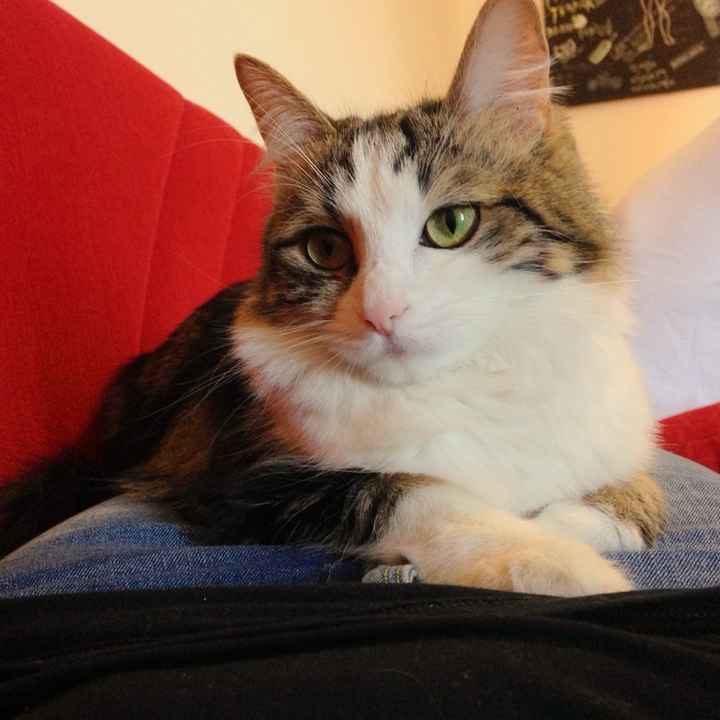 Vivere anche con un amico a quattro zampe... - 1